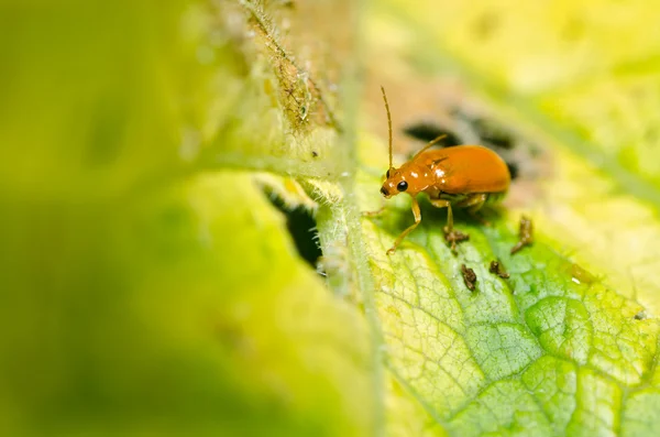 Orangener Käfer in grüner Natur — Stockfoto