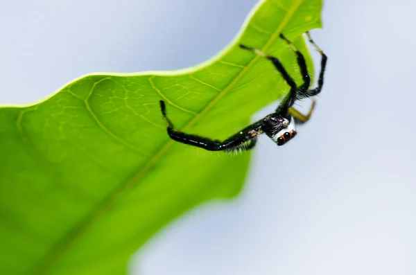 녹색 자연에 거미를 점프 — 스톡 사진