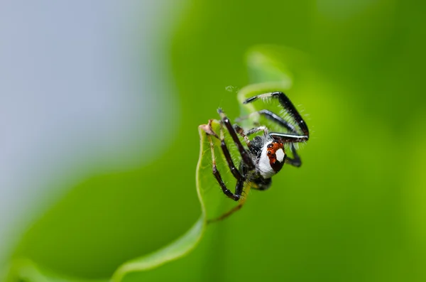 Ugrás pók a zöld természetben — Stock Fotó