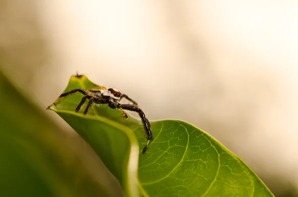 跳跃的绿色自然的蜘蛛 — 图库照片