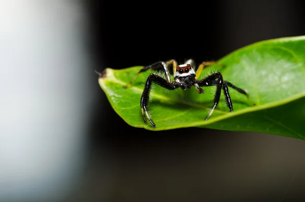 Jumping spider in green nature — Stock Photo, Image
