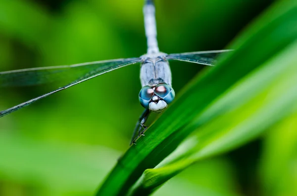 Libelle im Garten — Stockfoto