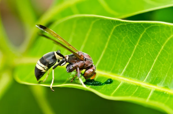 Wespe in der grünen Natur oder im Garten — Stockfoto