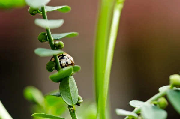 緑の自然のてんとう虫 — ストック写真