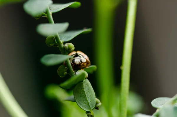 Mariquita en la naturaleza verde — Foto de Stock