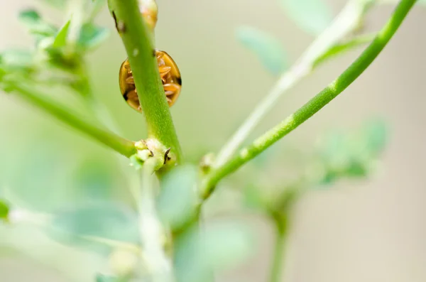 A zöld természetben katicabogár — Stock Fotó