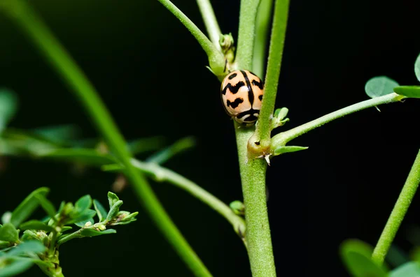 Joaninha na natureza verde — Fotografia de Stock