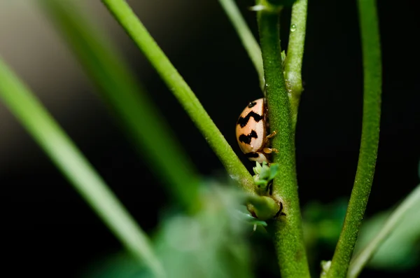 Ladybug in green nature — Stock Photo, Image