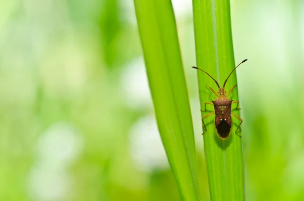 Hemiptera na natureza verde — Fotografia de Stock