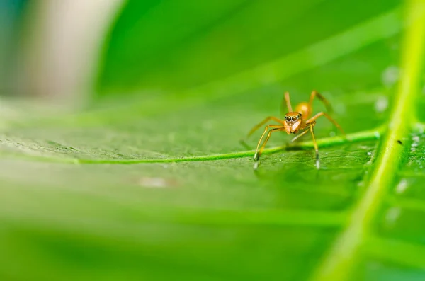 Spinne in der Natur — Stockfoto