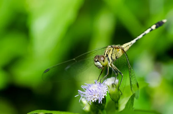 Метелик в зеленій природі — стокове фото