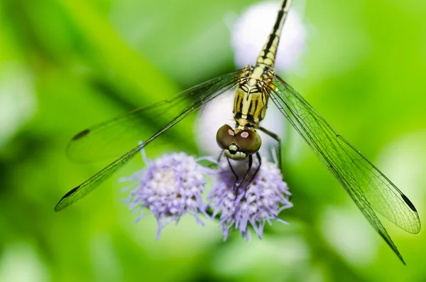 Sudenkorento puutarhassa — kuvapankkivalokuva
