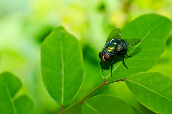 Voar na natureza verde — Fotografia de Stock