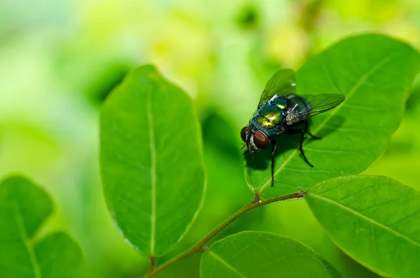 Vliegen in de groene natuur — Stockfoto