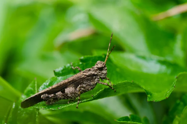 녹색 자연에 메뚜기 — 스톡 사진