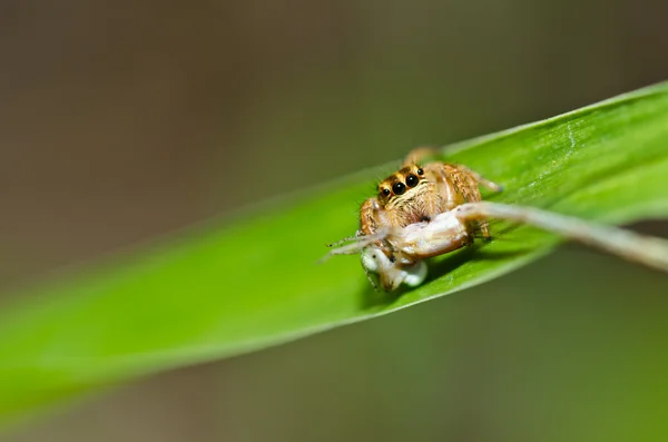 Araignée sauteuse dans la nature verte — Photo
