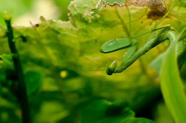 Mantis en la naturaleza verde —  Fotos de Stock