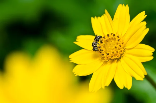 Yeşil doğada arı — Stok fotoğraf