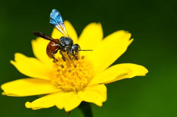 Yeşil doğada arı — Stok fotoğraf