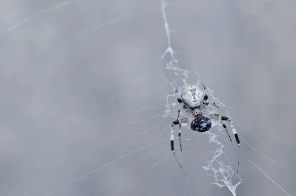 Spider in nature — Stock Photo, Image