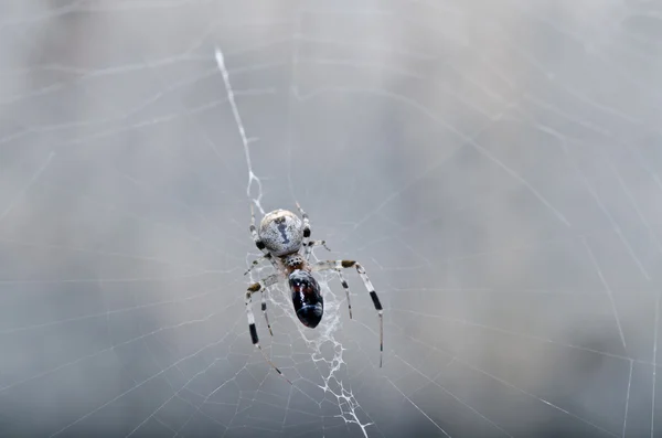 Павук в природі — стокове фото