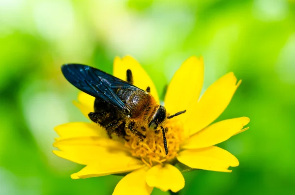 緑の自然の中で蜂 — ストック写真