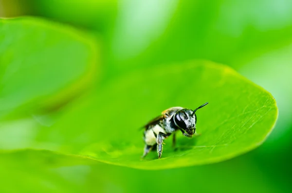 Пчела в зеленой природе — стоковое фото