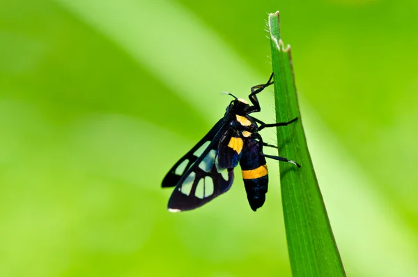 Vlinder in de groene natuur — Stockfoto