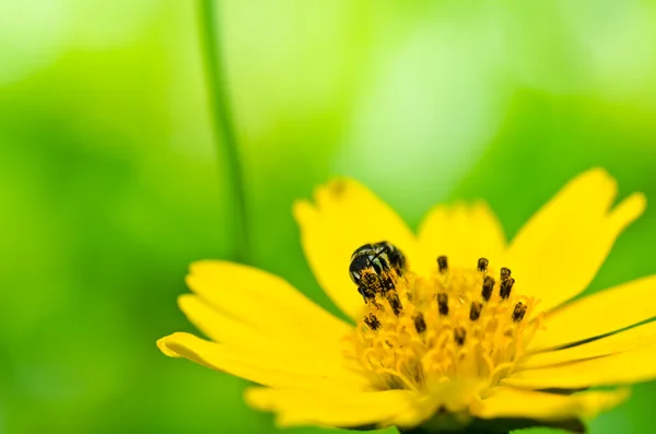 Bee in de groene natuur — Stockfoto