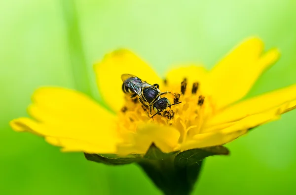 蜜蜂在绿色自然 — 图库照片