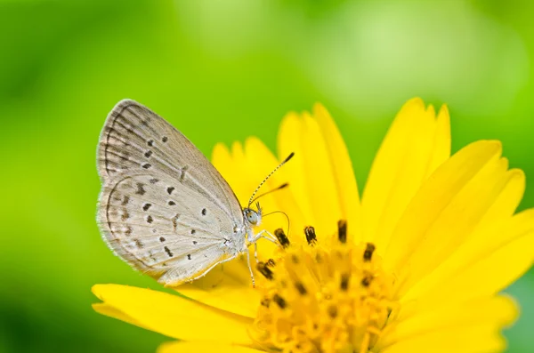 Papillon dans la nature verte — Photo