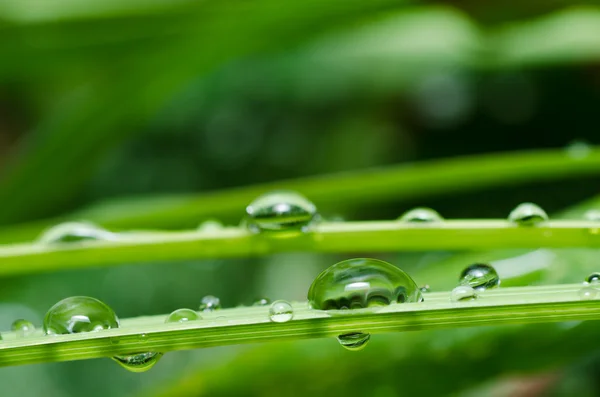 Свіжі краплі води в зеленій природі — стокове фото