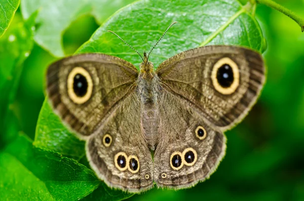 绿色大自然中的蝴蝶 — 图库照片
