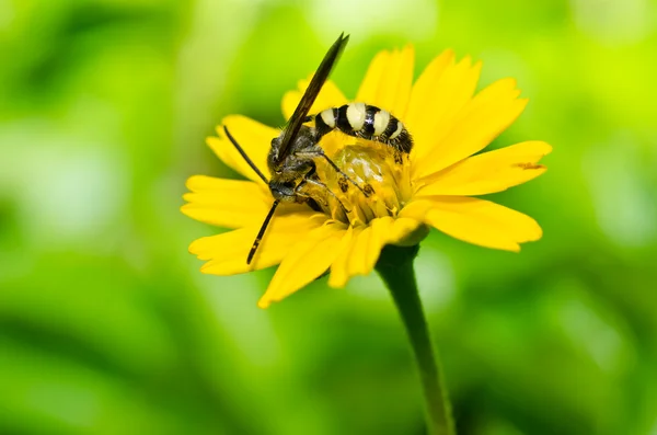 Yeşil doğanın mamut yaban arısı — Stok fotoğraf