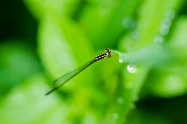 Damselfly o pequeña libélula —  Fotos de Stock