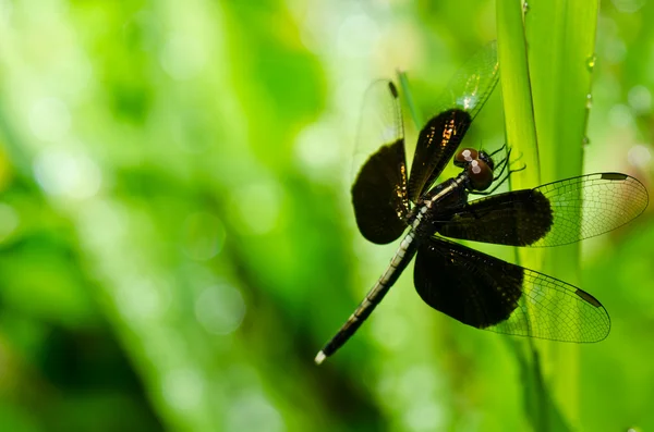 Dragonfly în grădină — Fotografie, imagine de stoc