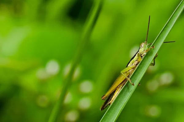 Heuschrecke in grüner Natur — Stockfoto