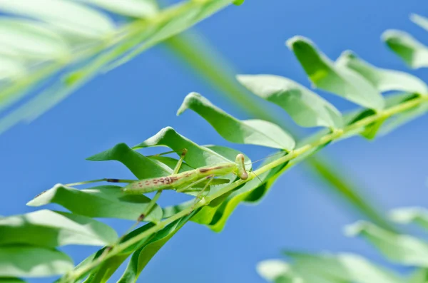 Kudlanka v zeleni — Stock fotografie
