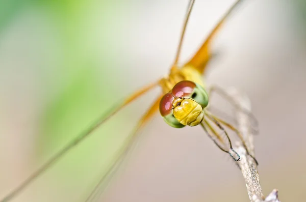 Libelle im Garten — Stockfoto