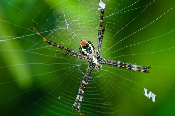 Αράχνη στη φύση — Φωτογραφία Αρχείου