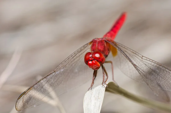 Dragonfly в саду — стокове фото