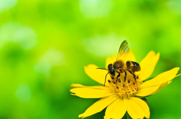 La abeja en la naturaleza verde —  Fotos de Stock