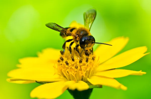 La abeja en la naturaleza verde — Foto de Stock