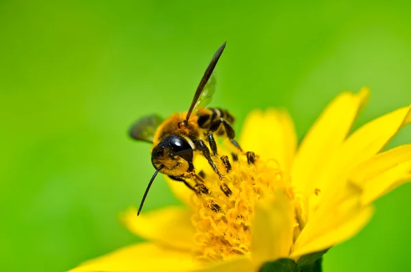 Biene in grüner Natur — Stockfoto