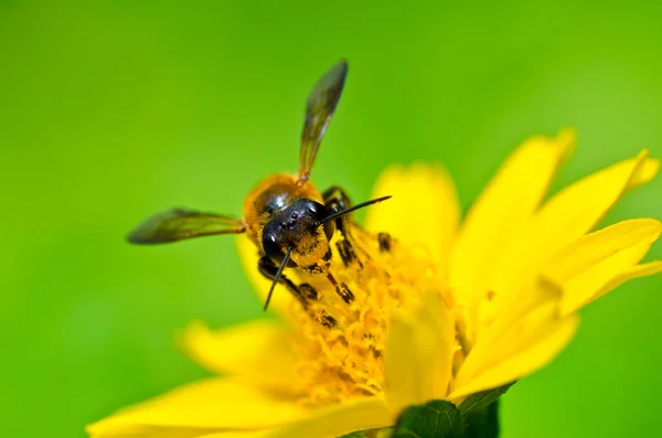 Bee in green nature — Stock Photo, Image
