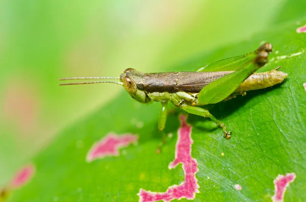 Grasshopper en la naturaleza verde — Foto de Stock