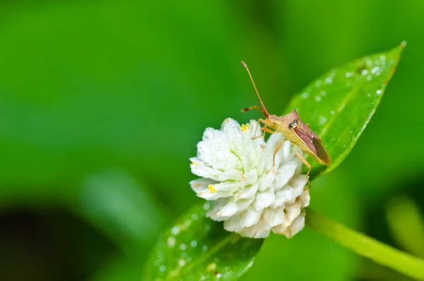 녹색 자연에 Hemiptera — 스톡 사진