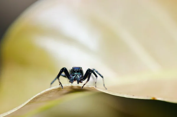 แมงมุมในธรรมชาติ — ภาพถ่ายสต็อก