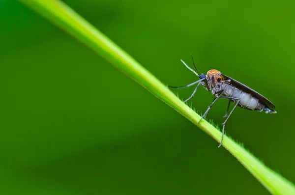Mosquito in nature — Stock Photo, Image