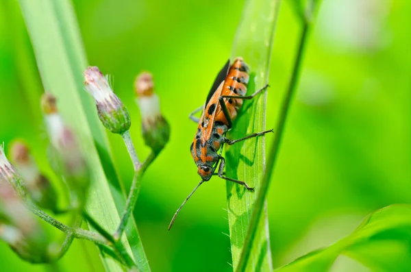 Червоний жук у зеленій природі — стокове фото